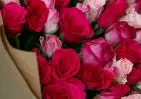101 красной и розовой розы Кения Премиум 40 см в упаковке small №4