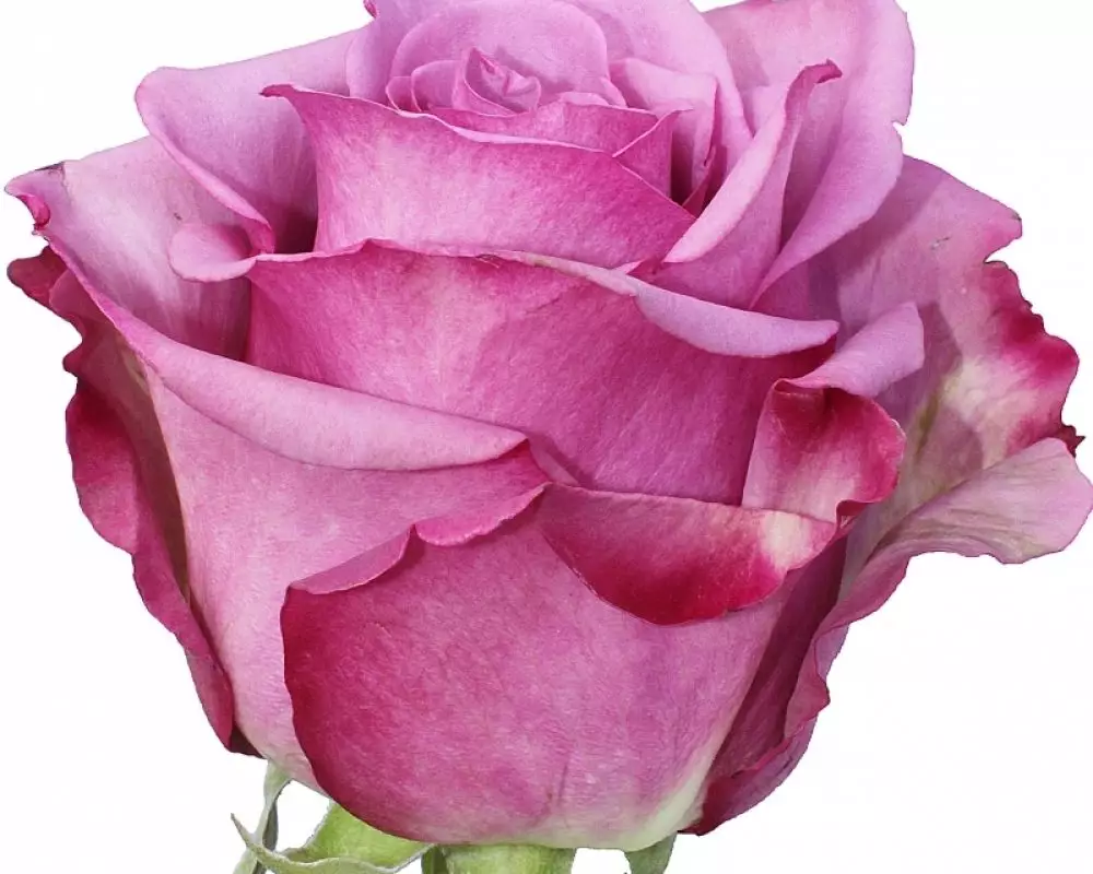 Роза Фиолетовая (50 см.) №1