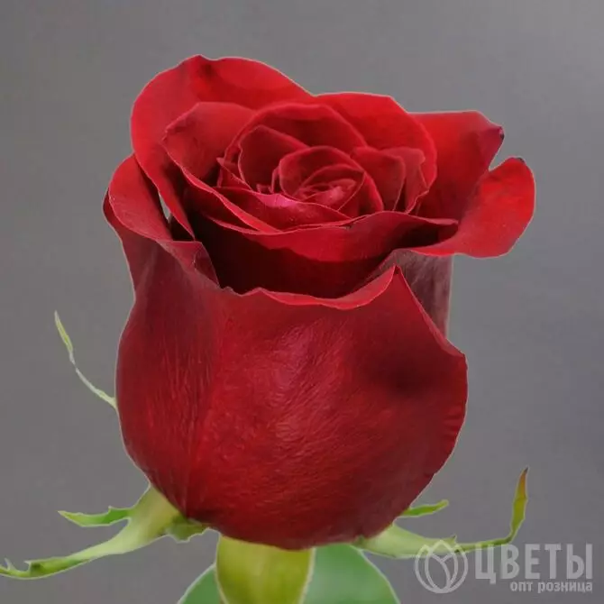 Роза Эксплоер 60 см №1