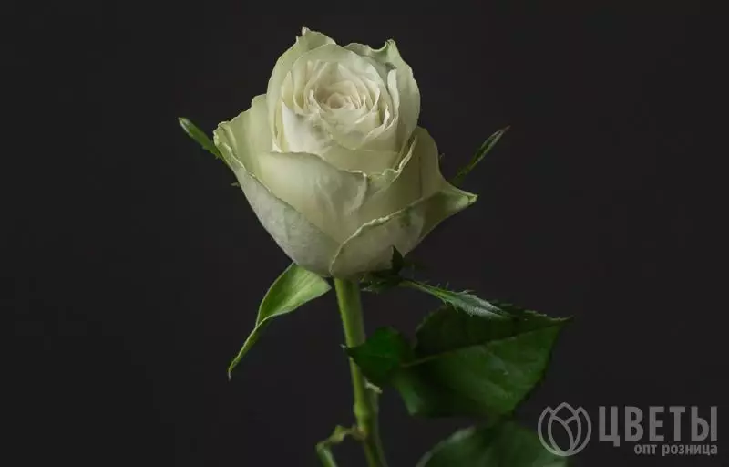 Белая роза Кения 40 см №1