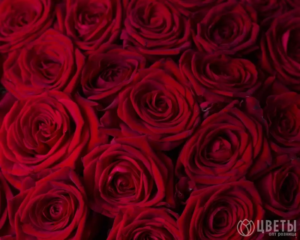 101 красной розы Эквадор 60 см №4