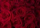 101 красной розы 60 см small №4