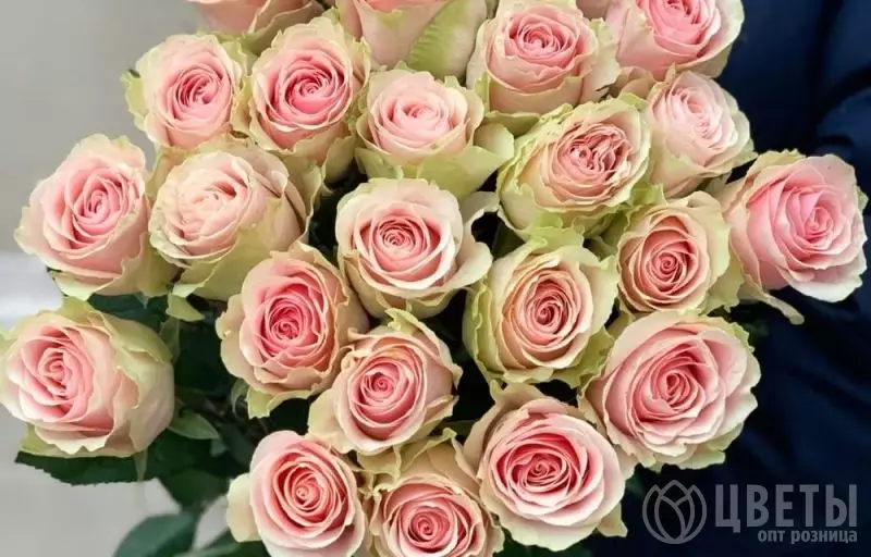 25 розовых роз Фрутетто 60 см №1