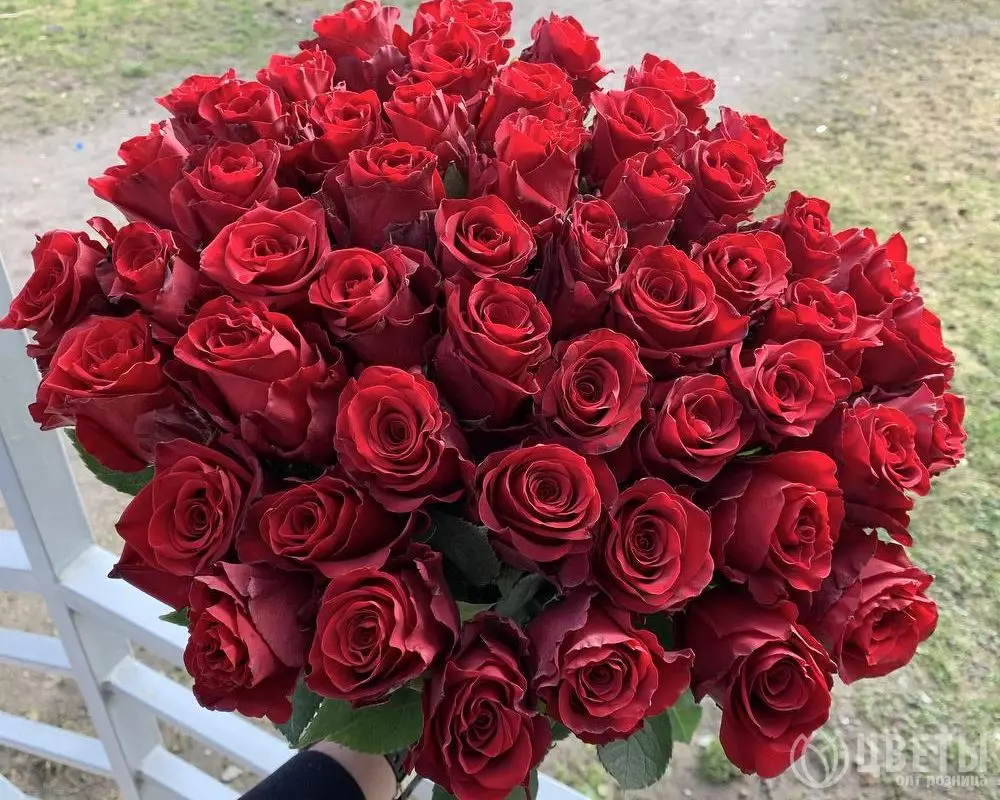 55 красных роз Кения 35-40 см №1