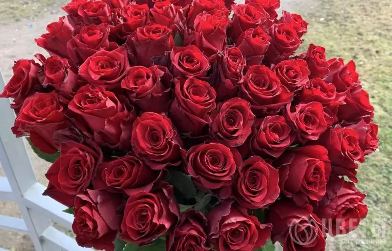 55 красных роз Кении №1