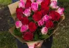25 красных и розовых роз Кения Премиум 40 см в упаковке small №1