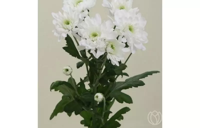Белая кустовая хризантема №1