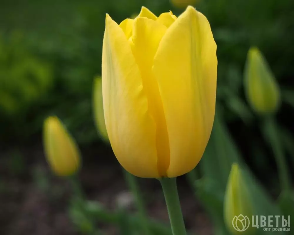Желтый тюльпан №1