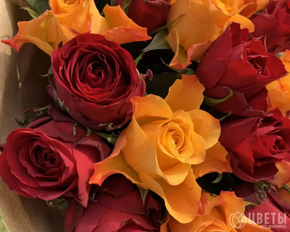 25 красных и оранжевых роз Кения 35-40 см в упаковке №2