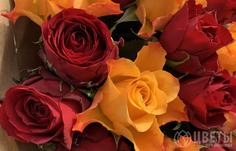 25 красных и оранжевых роз Кения Премиум 40 см в упаковке №2