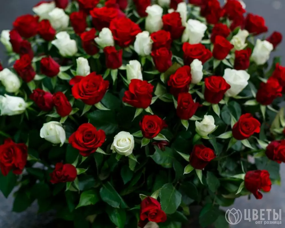 101 белой и красной розы в корзине с зеленью №3