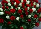 101 белой и красной розы в корзине с зеленью small №3