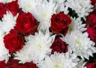 25 красных роз и 5 кустовых хризантем small №3