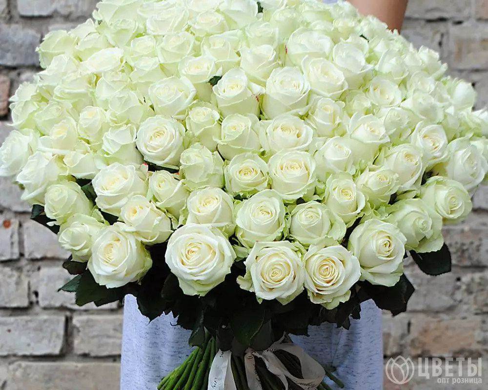 101 белой розы Эквадор 70 см №1