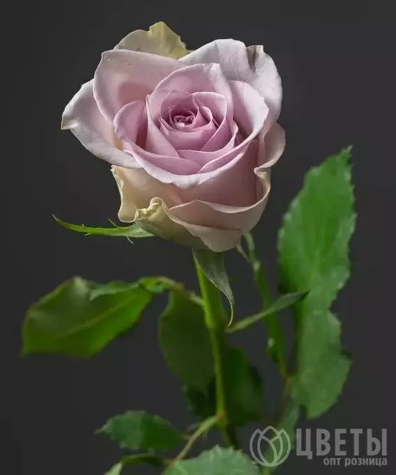 Роза Сиреневая Кения 35-40 см №1