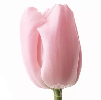 Тюльпан Светло-Розовый №1