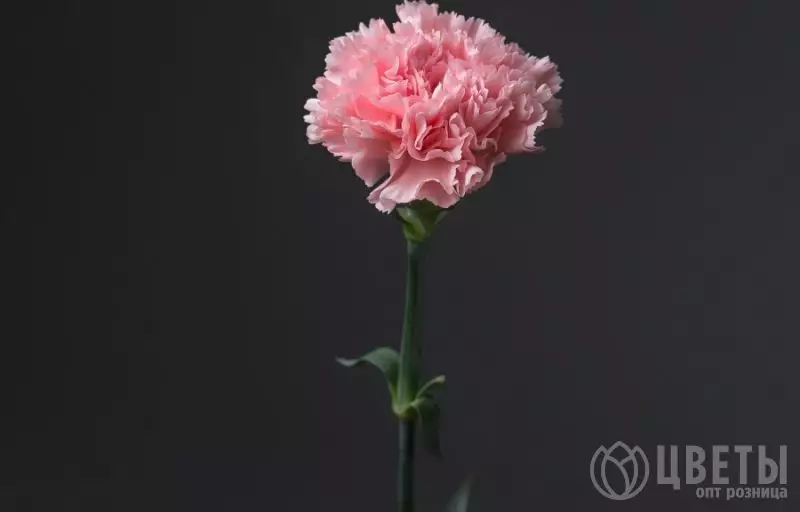 Гвоздика розовая №1