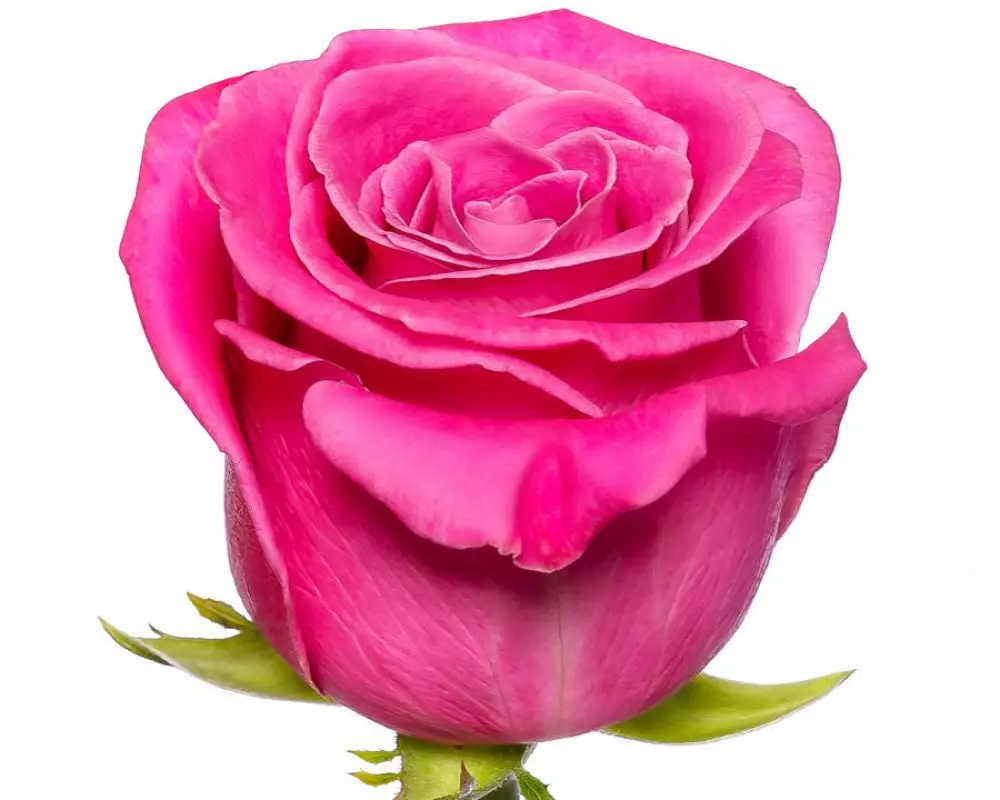Роза Ярко-Розовая (60 см.) №1
