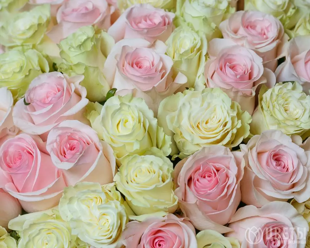 101 белой и розовой розы Эквадор 60 см в упаковке №3