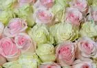 101 белой и розовой розы Эквадор 60 см в упаковке small №3