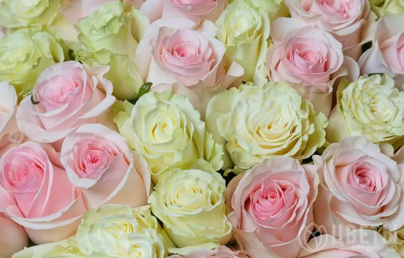 101 белой и розовой розы Эквадор 60 см в упаковке №3