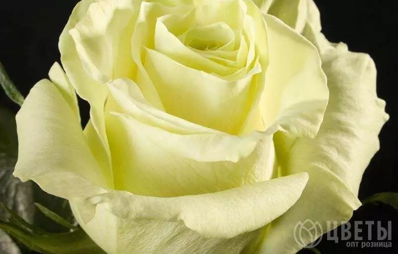Роза Мондиаль 60 см №1