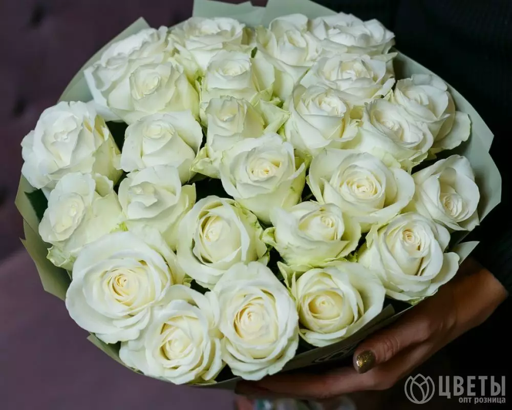 25 белых роз Эквадор 60 см в упаковке №1